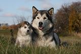 ALASKAN MALAMUTE 548